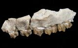 Oligocene Ruminant (Leptomeryx) Jaw Section #10559-1